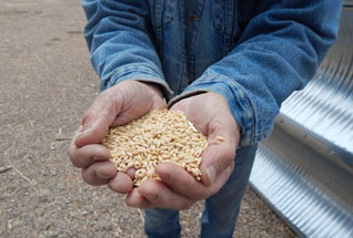 Chip Norton, President Sinagua Malt