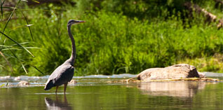 Verde River blue heron