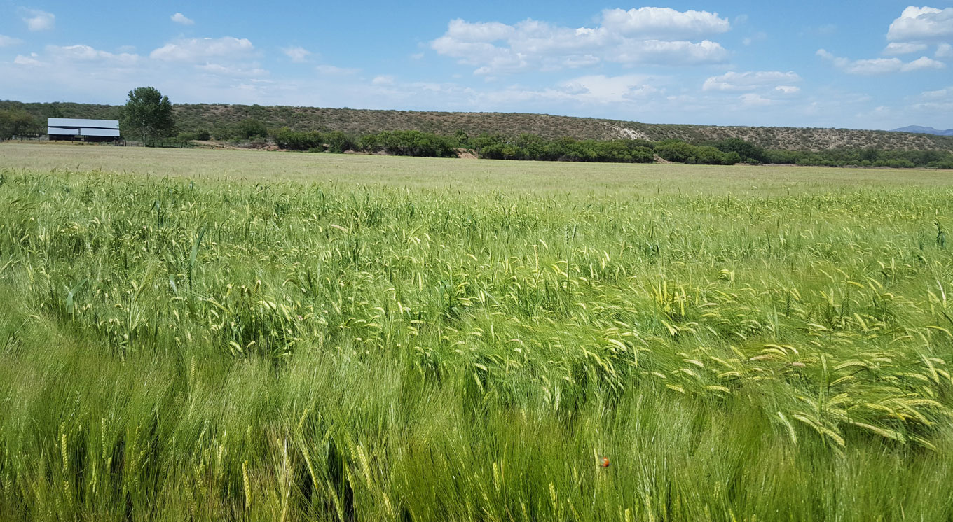 top-picture-field.jpg